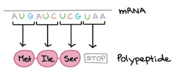 mRNA to polypeptide