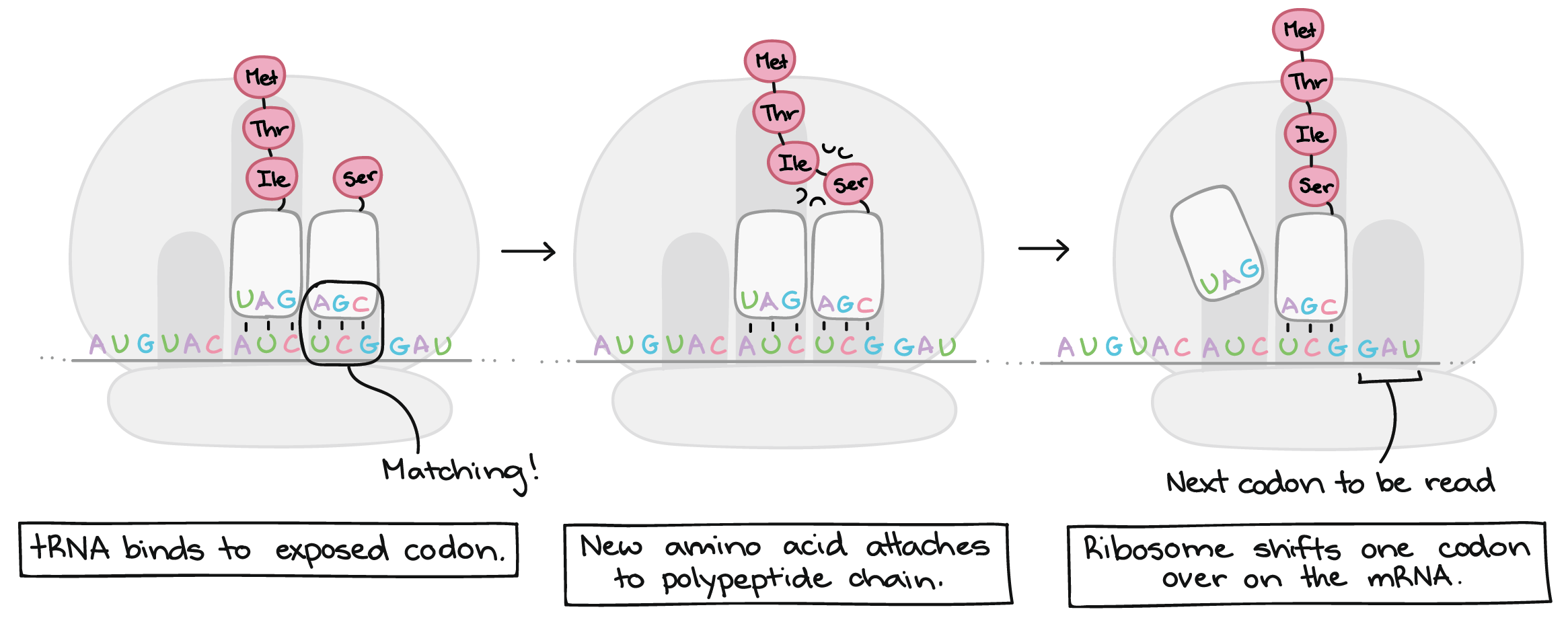 Ribosome and amino acid generation