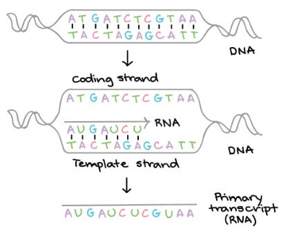 RNA transcription