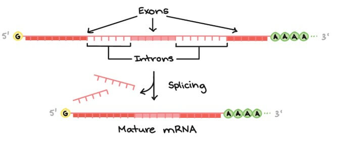 RNA splicing