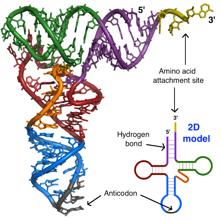 The 3D structure of a tRNA