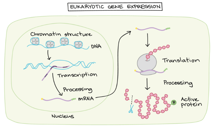 Gene expression regulation
