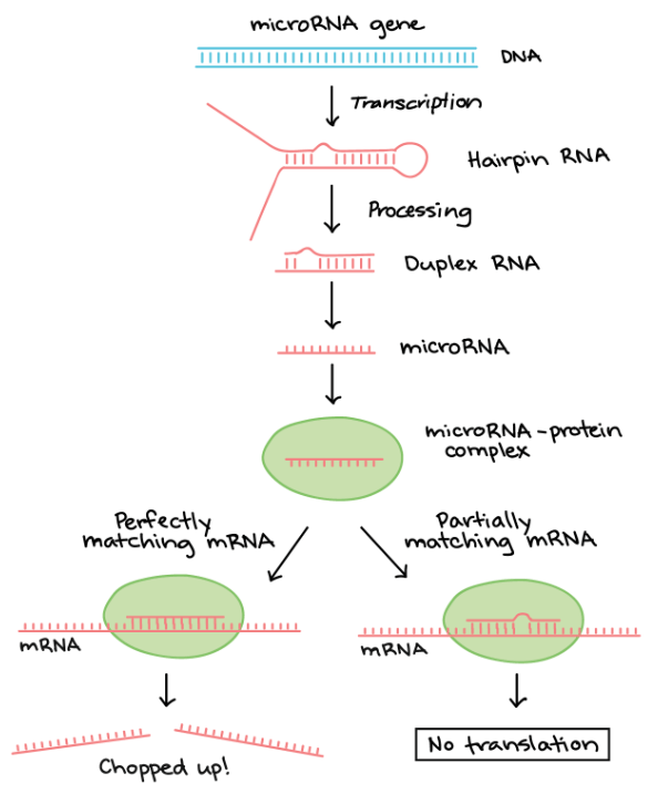 MicroRNA generation