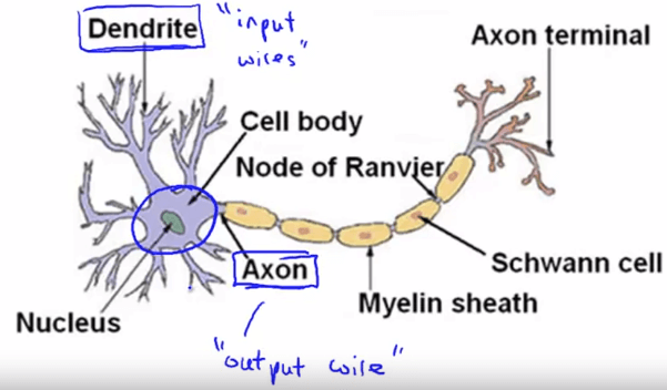 Neuron in Human
