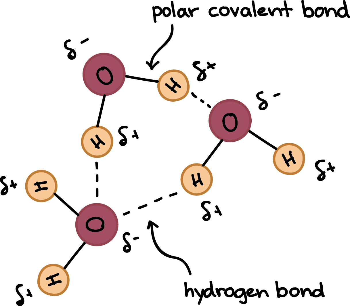 Water Molecule Bond