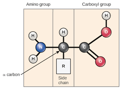 Amino acids