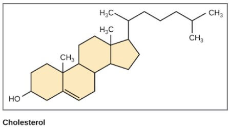 Cholesterol