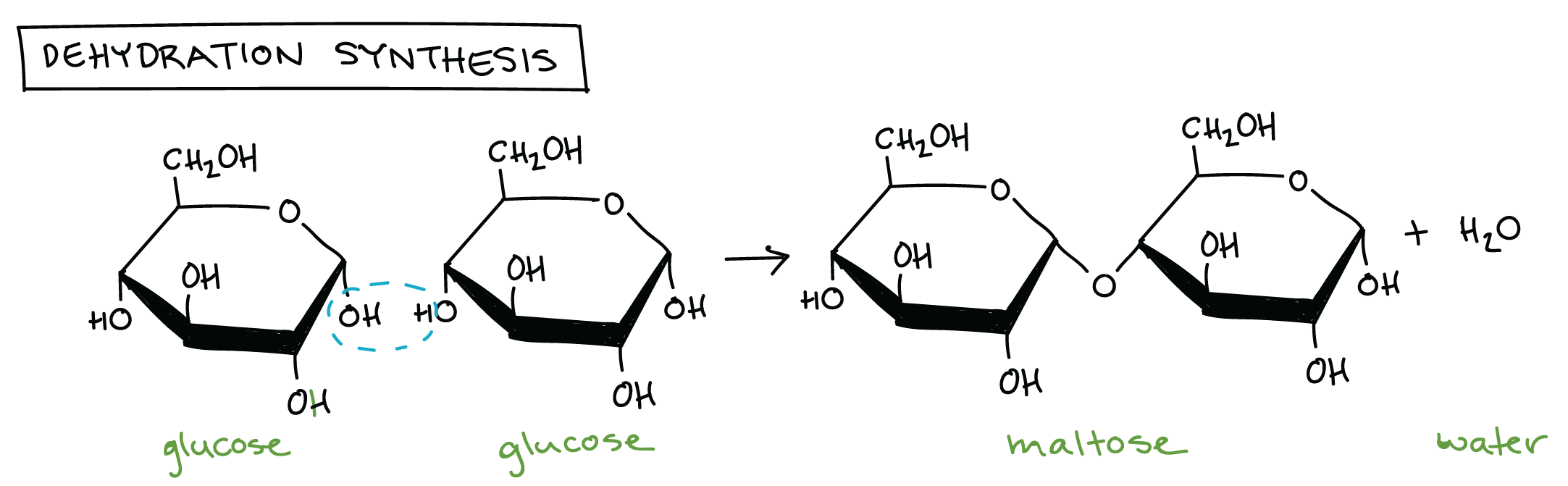 Dehydration Synthesis