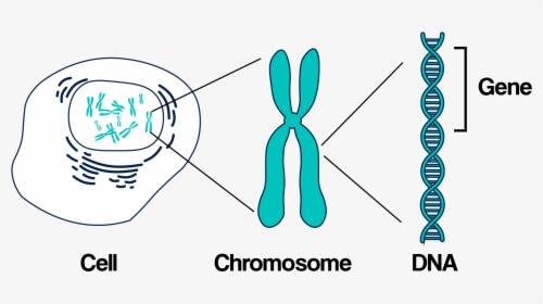 DNA in cells