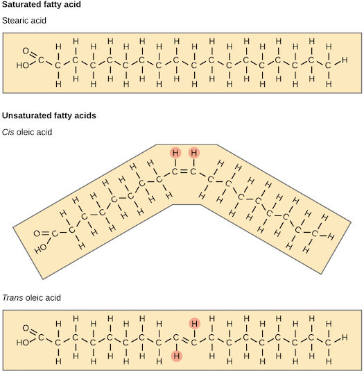 Fatty Acid Unsaturated