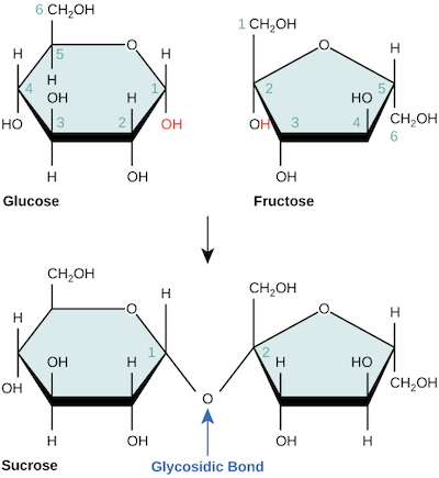 Glucose and Fructose Combine to Form Sucrose