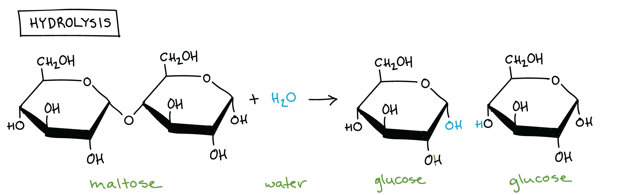 Hydrolysis Reaction