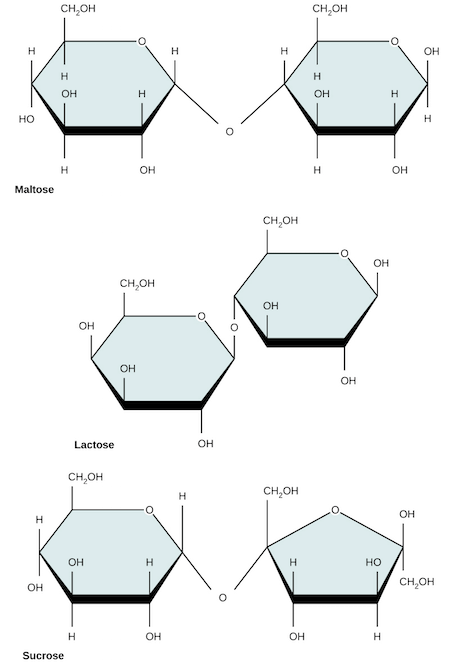 Main Disaccharides