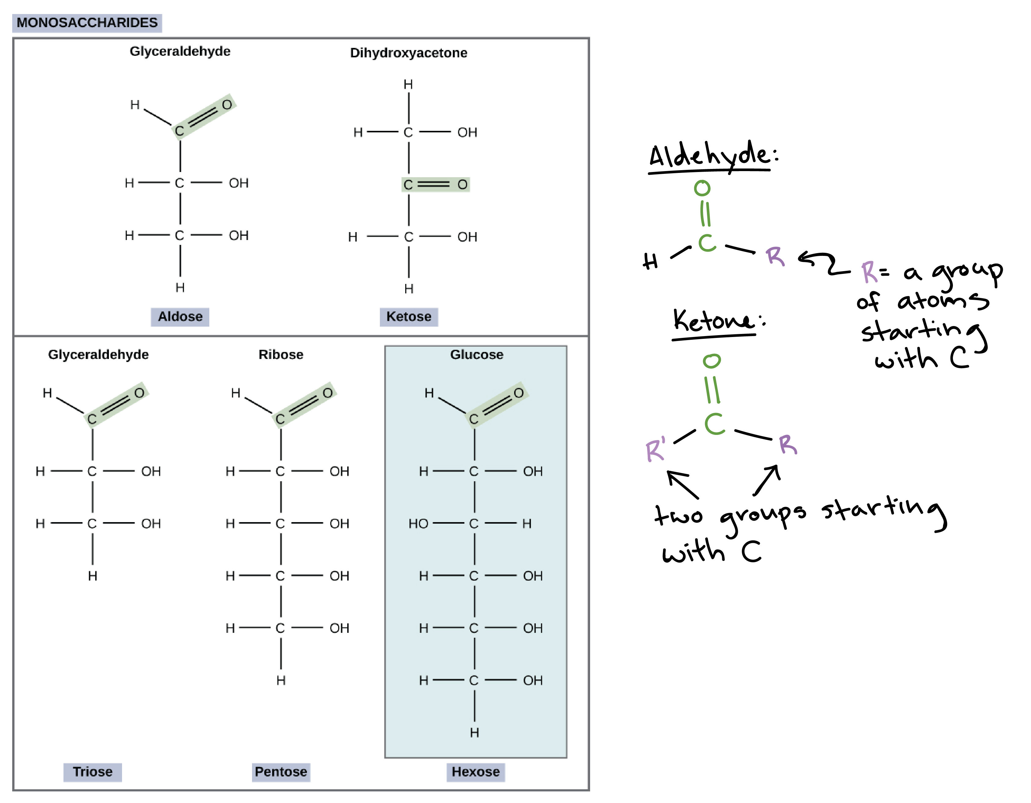 Monosaccharides