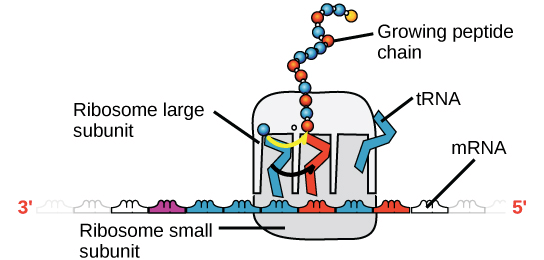 mRNA to proteins