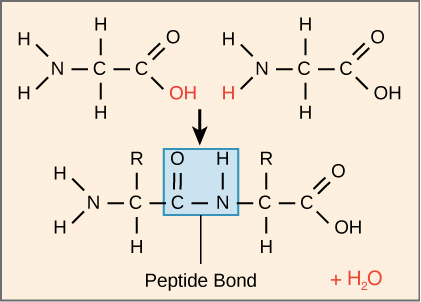 Peptide bond