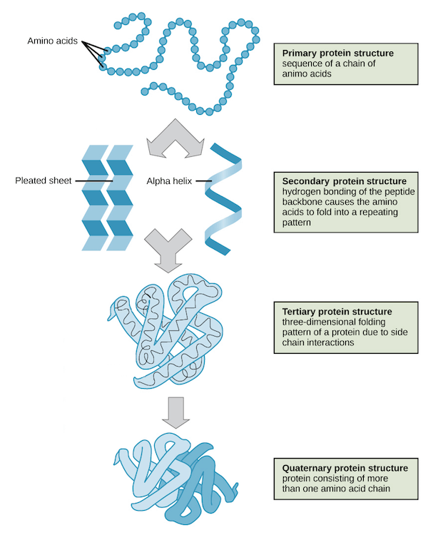 Protein structure building