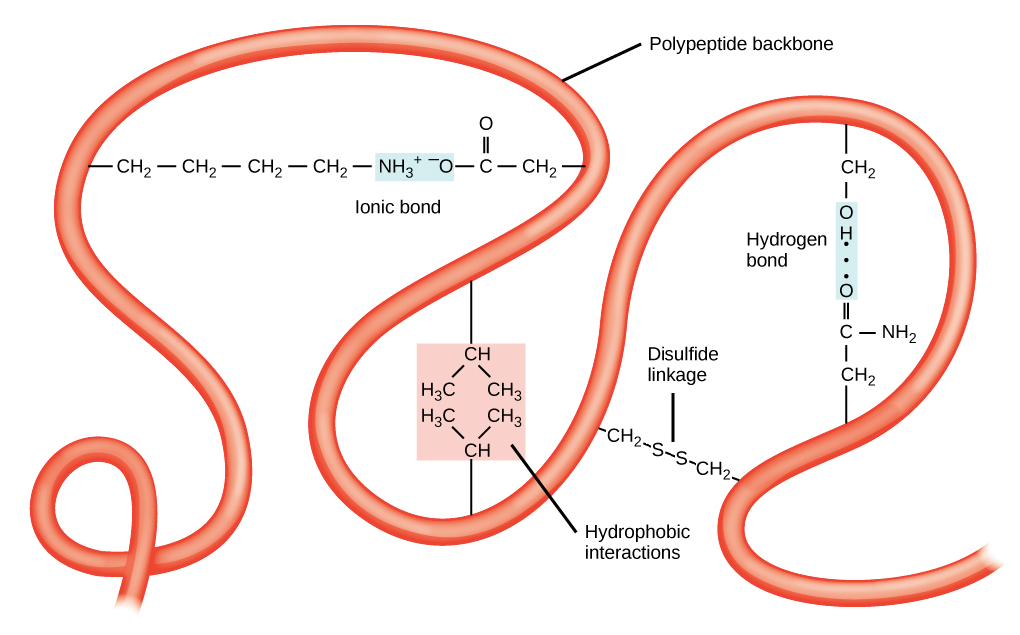 Protein tertiary structure