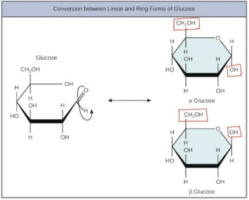 Ring Glucose Two Forms