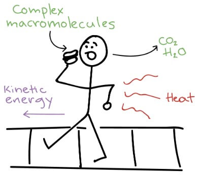 Human Entropy Example