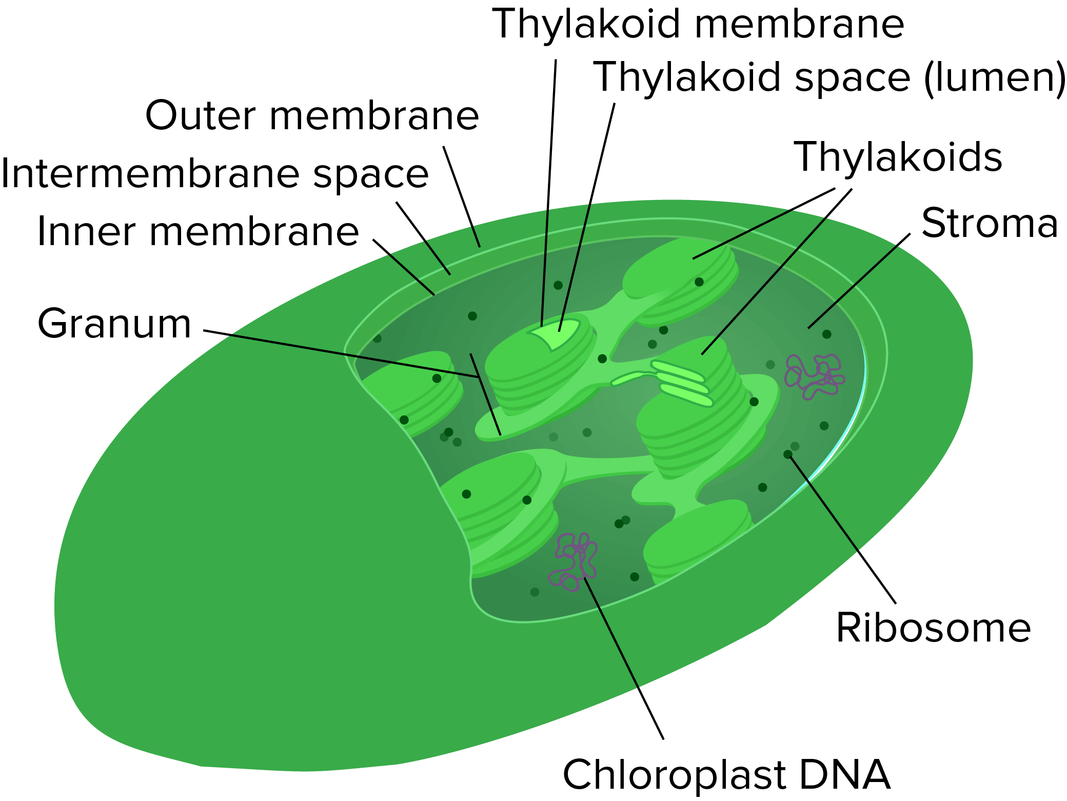 Chloroplast structure