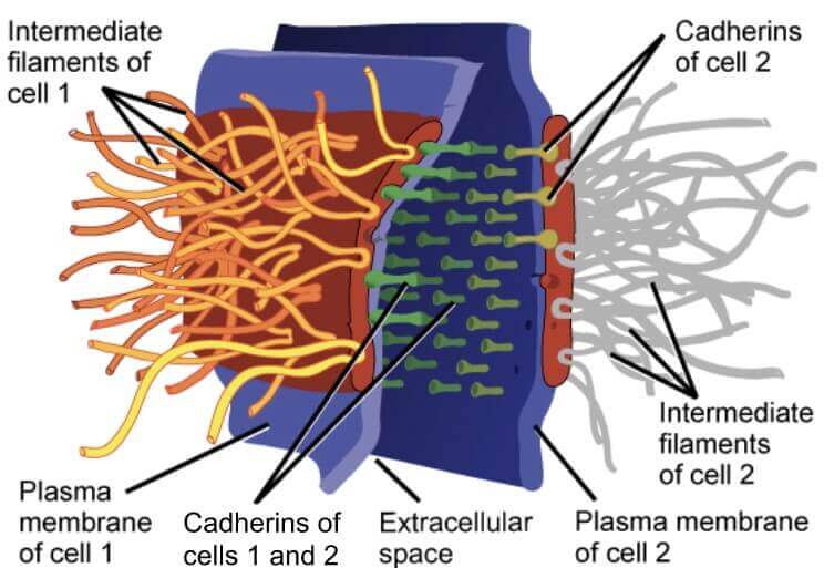 Desmosomes