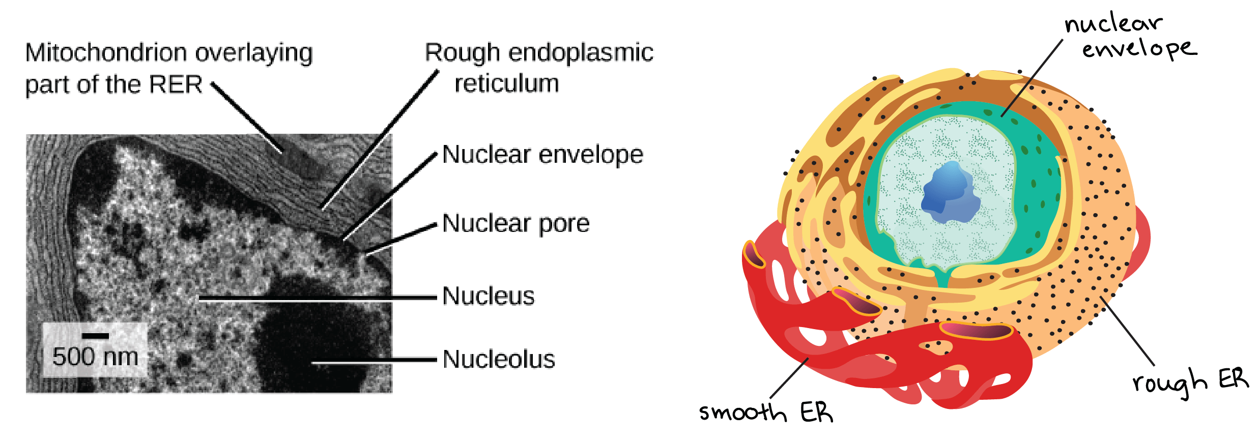 Endoplasmic Reticulum