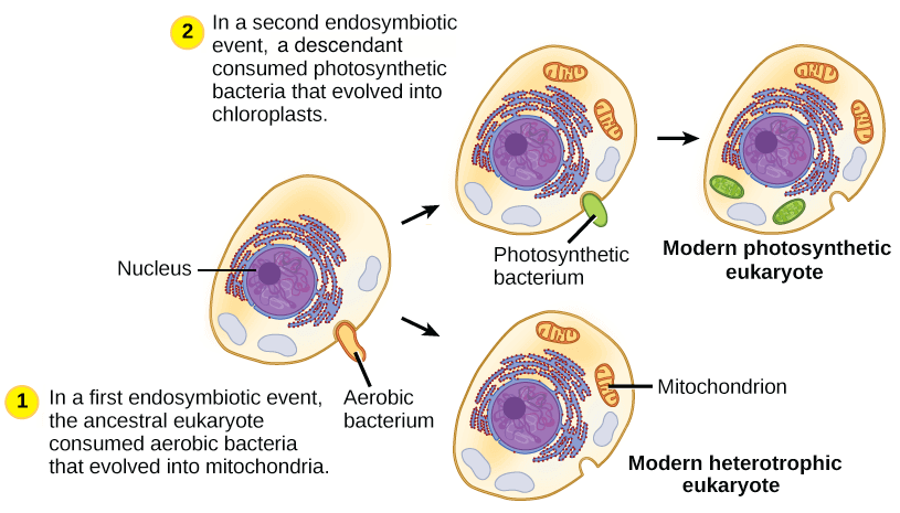 Endosymbiotic theory progress