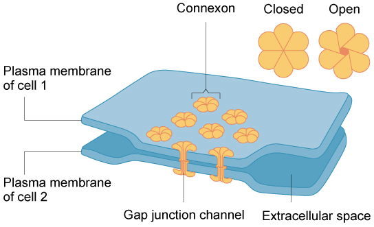 Gap junctions