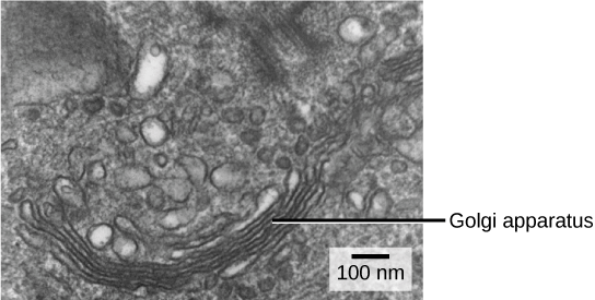 Golgi Apparatus