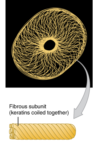 Intermediate filaments