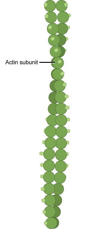 Microfilament structure