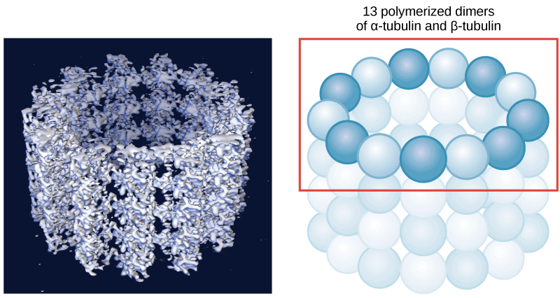 Microtubules structure