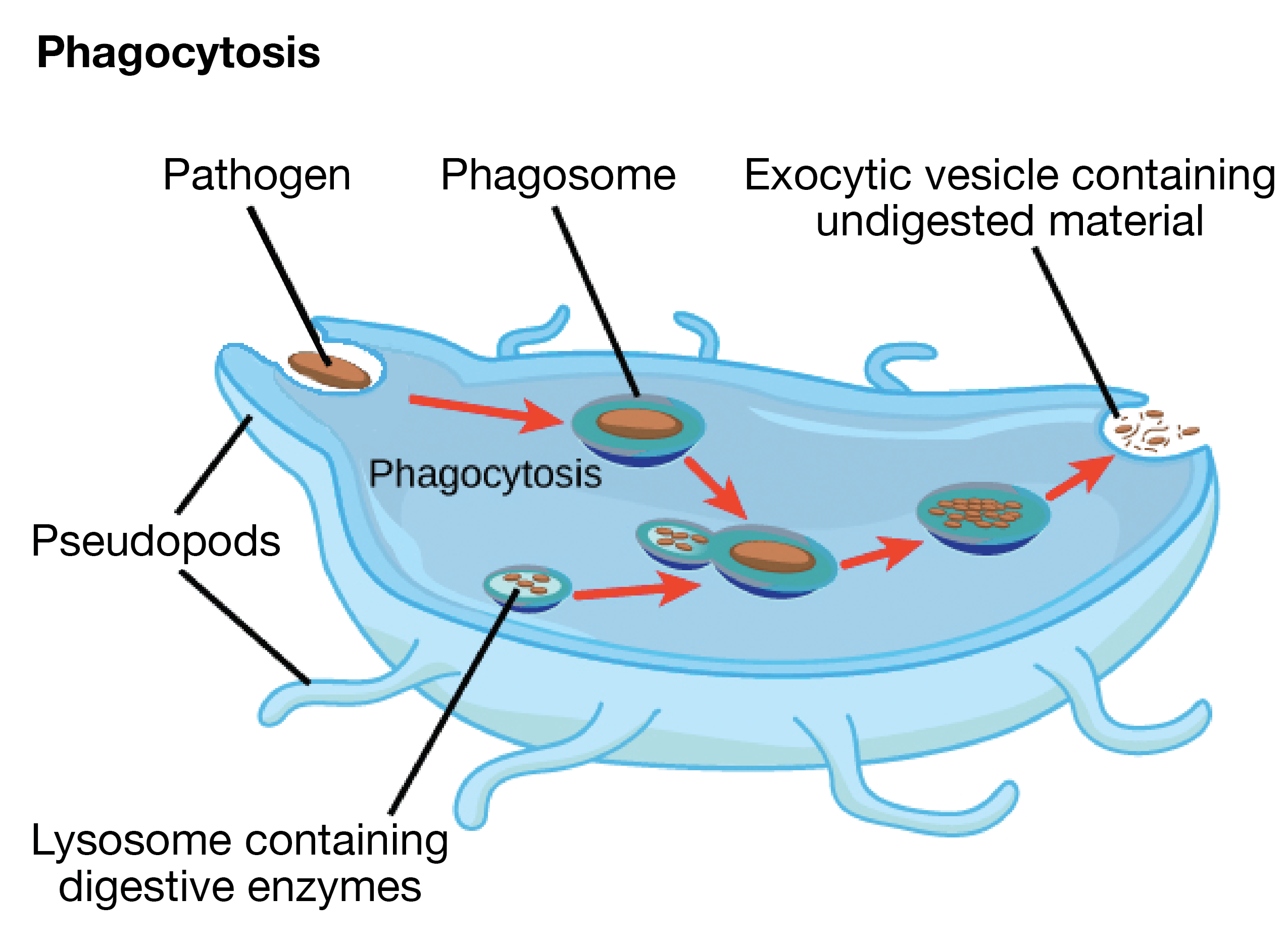 Phagocytosis