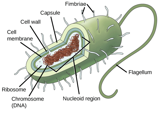 Prokaryotic cell