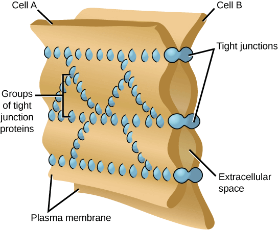 Tight junctions