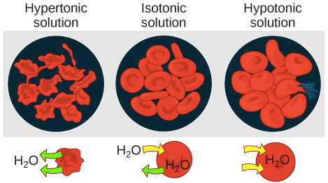 Tonicity in animal cells