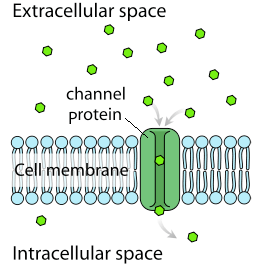 Channel proteins