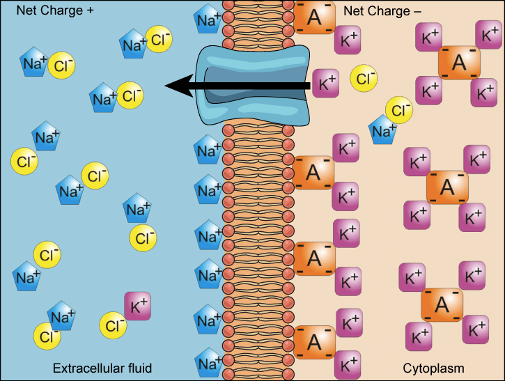 Electrochemical gradient