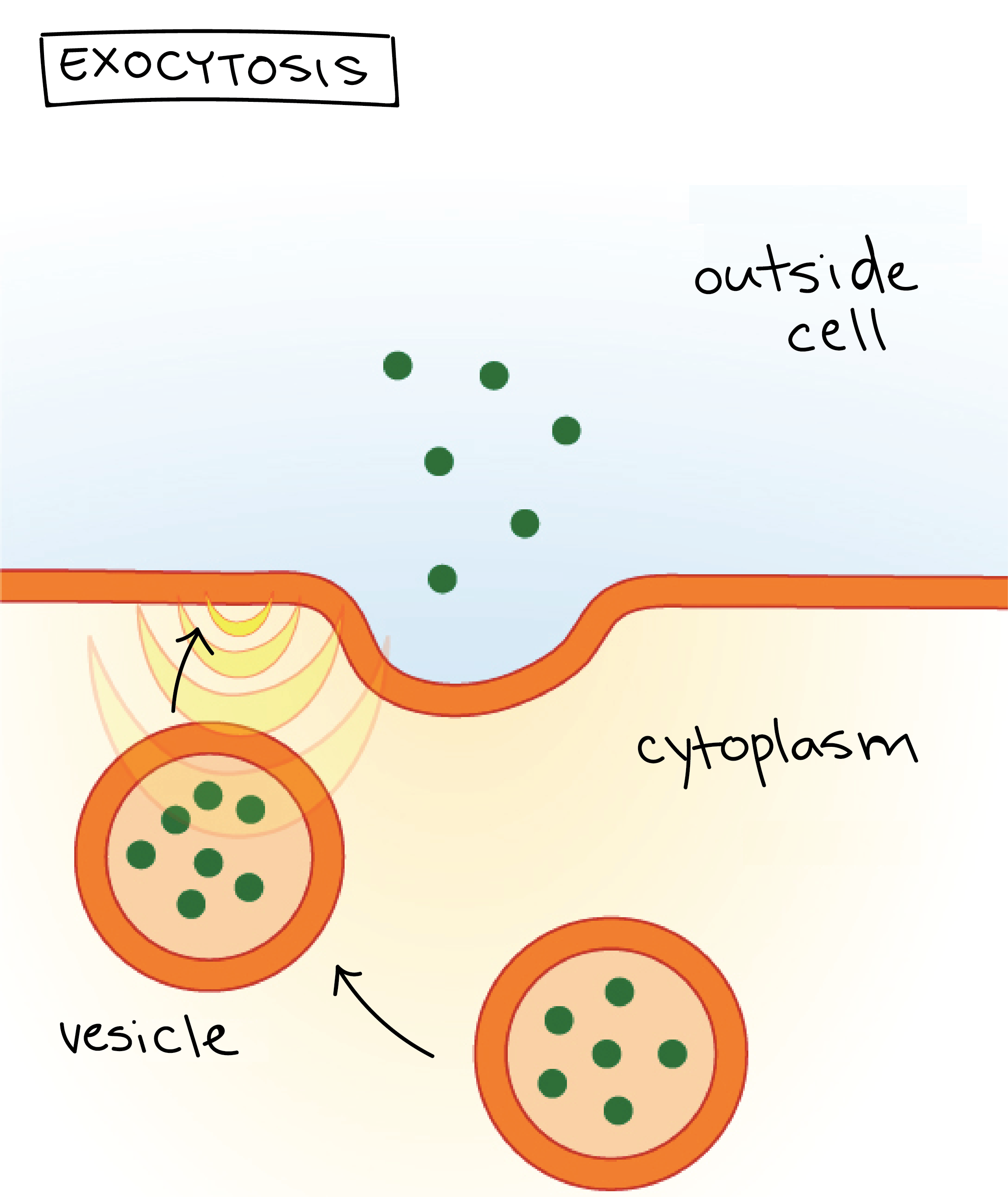 Exocytosis process