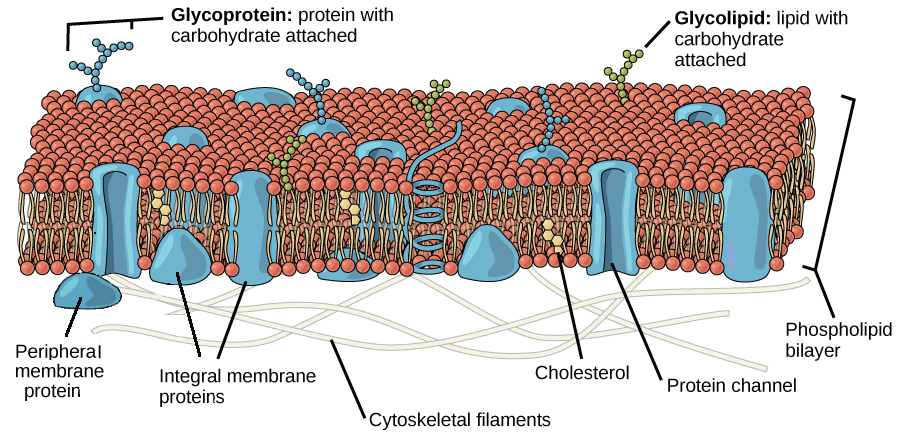 Fluid mosaic model