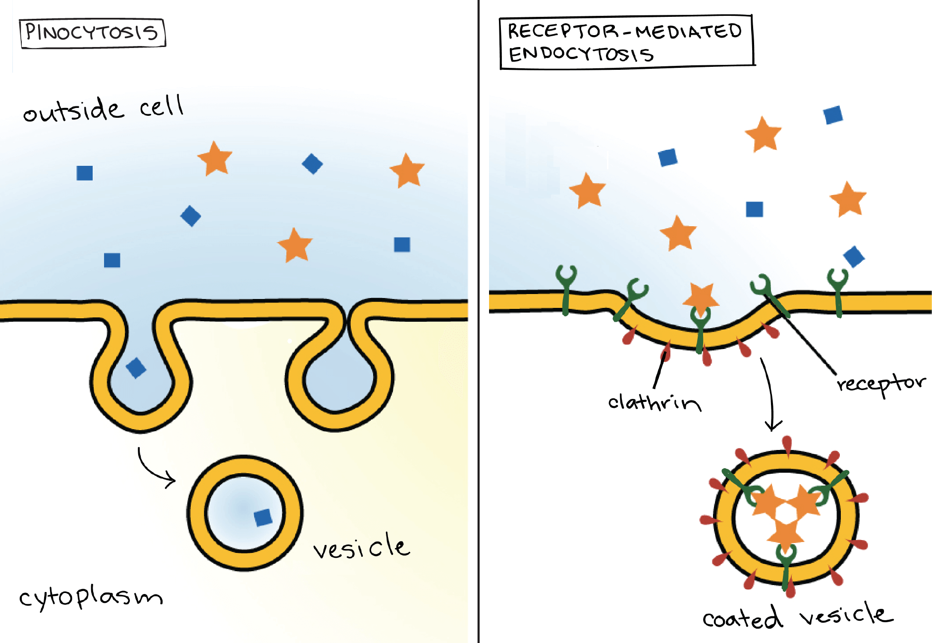 Pinocytosis process