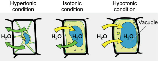 Tonicity in plant cells