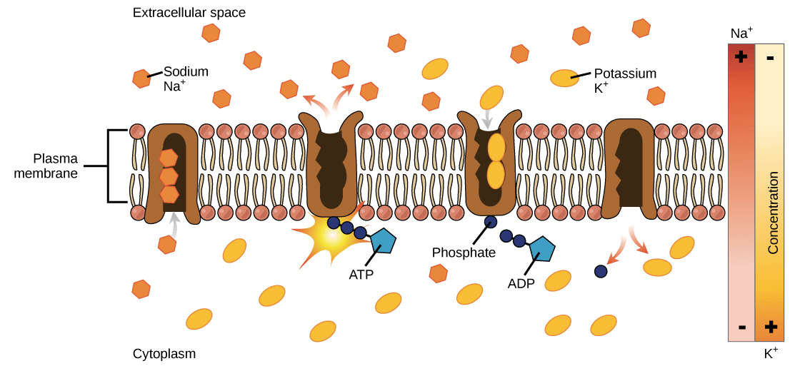 Sodium-potassium pump