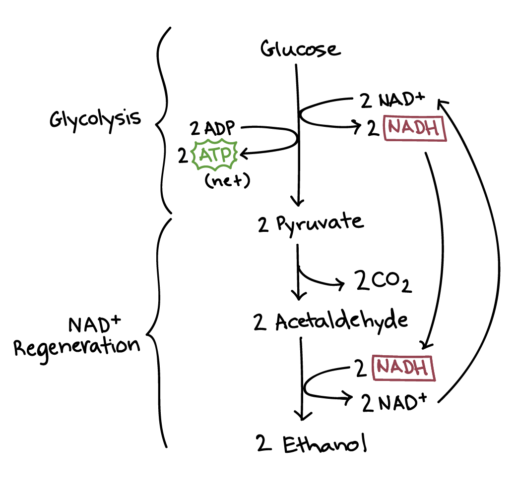 Alcohol fermentation