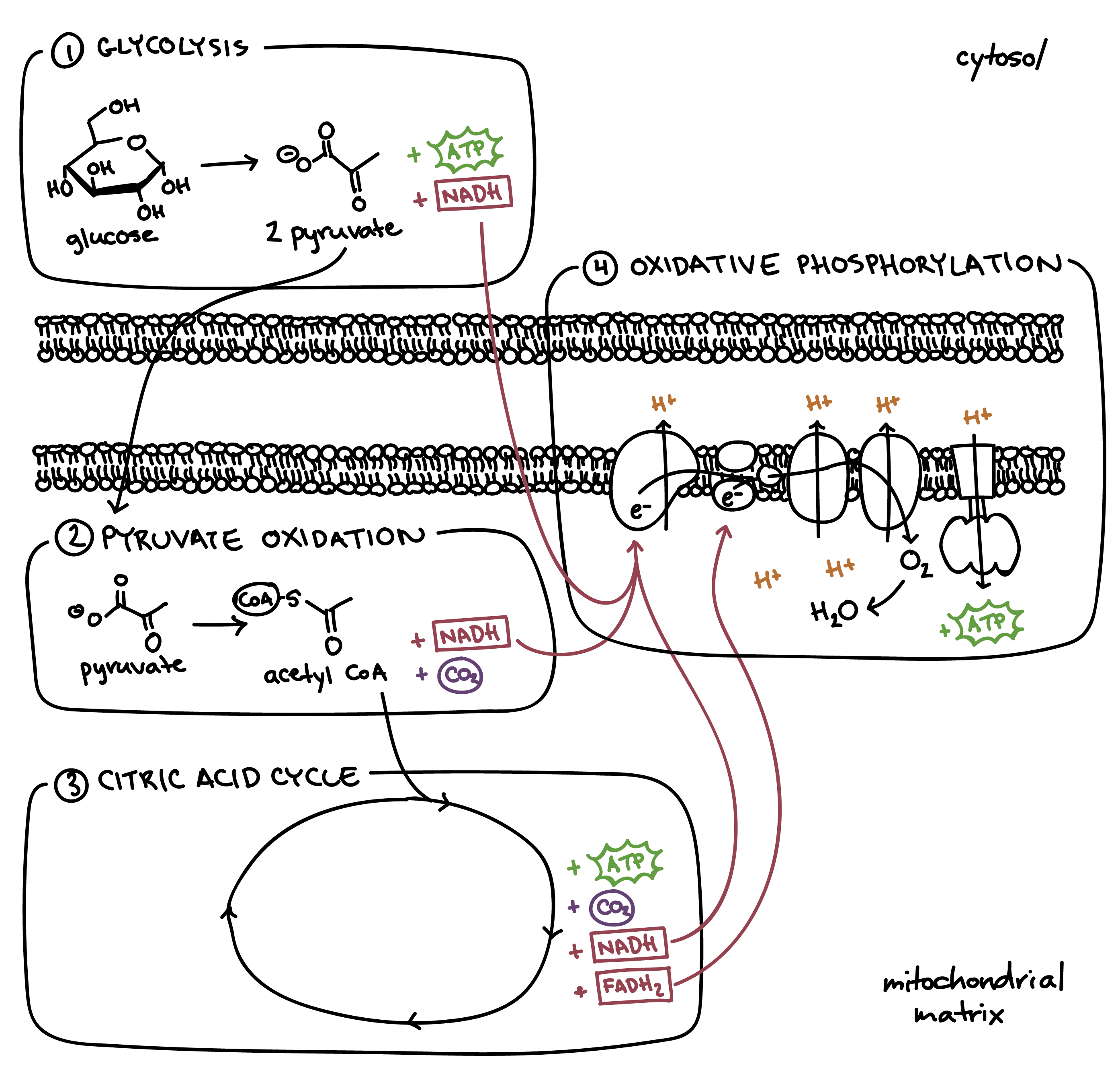 Cellular respiration steps