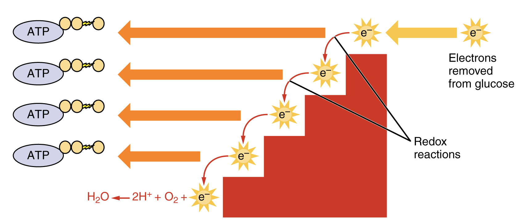 Glucose redox breakdown