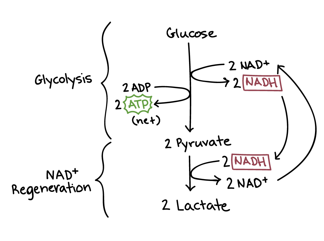 Lactic acid fermentation