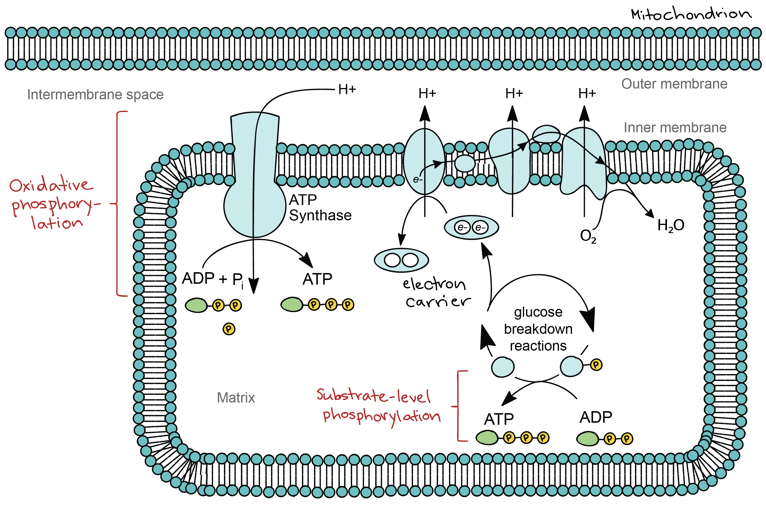 Substrate-level and oxidative phosphorylation