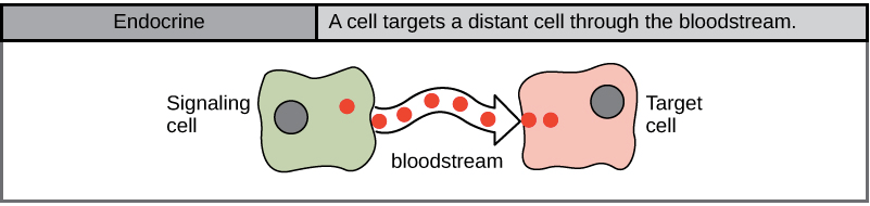 Endocrine signaling